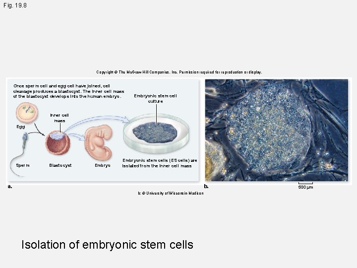 Fig. 19. 8 Copyright © The Mc. Graw-Hill Companies, Inc. Permission required for reproduction
