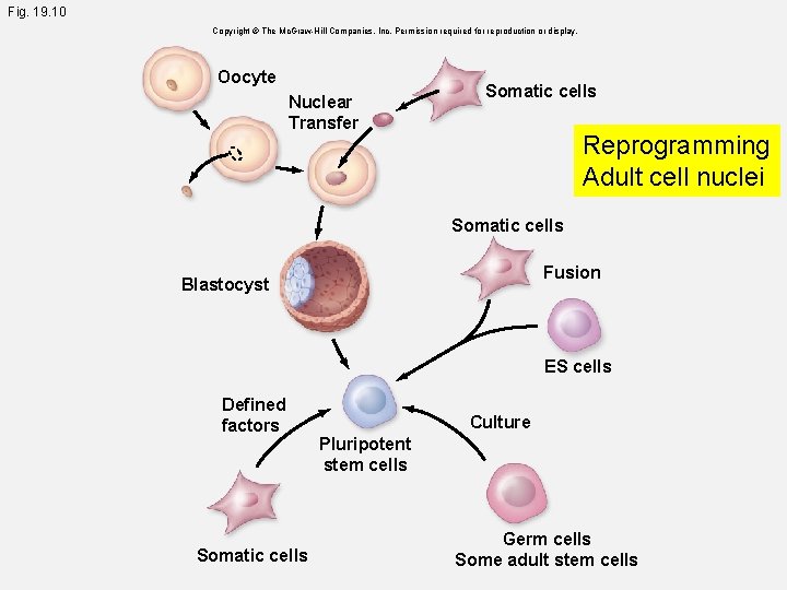 Fig. 19. 10 Copyright © The Mc. Graw-Hill Companies, Inc. Permission required for reproduction