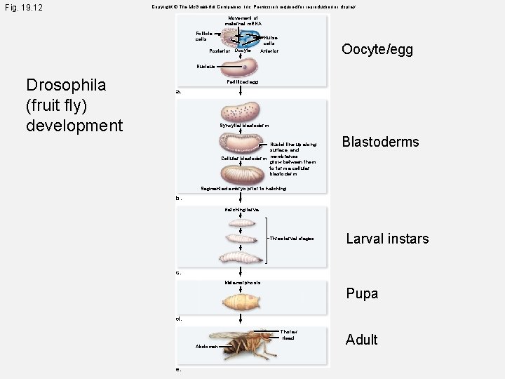 Fig. 19. 12 Copyright © The Mc. Graw-Hill Companies, Inc. Permission required for reproduction