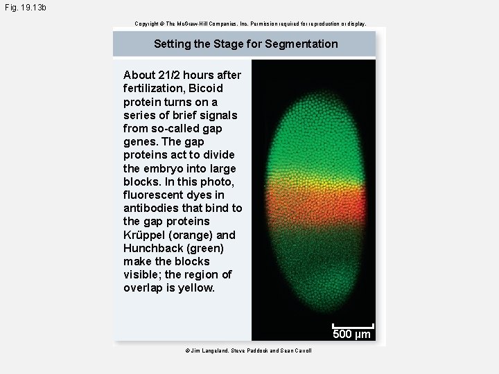 Fig. 19. 13 b Copyright © The Mc. Graw-Hill Companies, Inc. Permission required for