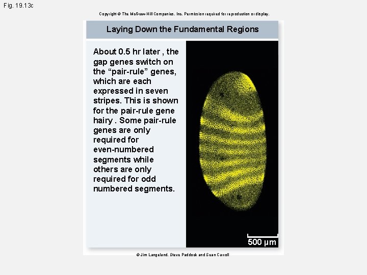 Fig. 19. 13 c Copyright © The Mc. Graw-Hill Companies, Inc. Permission required for