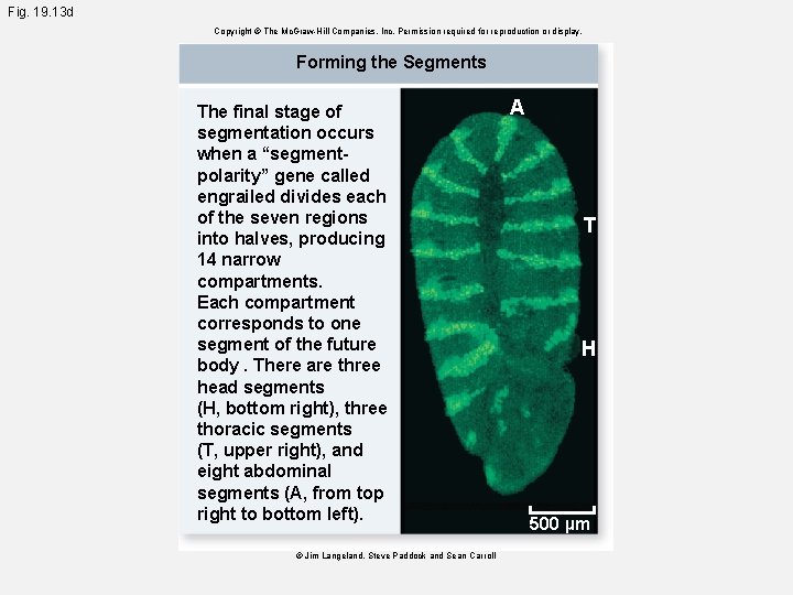 Fig. 19. 13 d Copyright © The Mc. Graw-Hill Companies, Inc. Permission required for