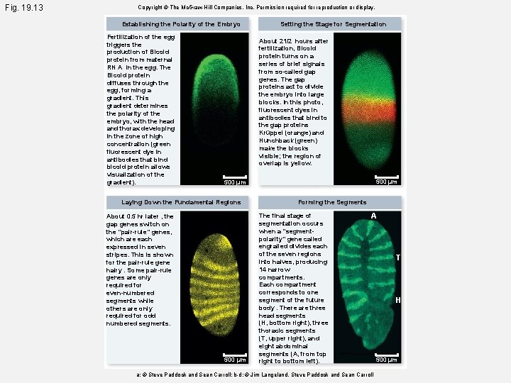 Fig. 19. 13 Copyright © The Mc. Graw-Hill Companies, Inc. Permission required for reproduction