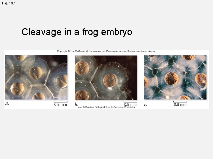 Fig. 19. 1 Cleavage in a frog embryo 