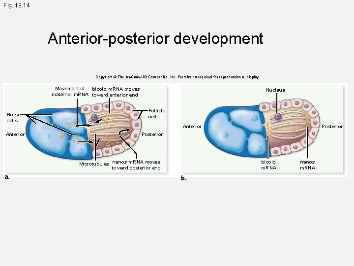 Fig. 19. 14 Anterior-posterior development Copyright © The Mc. Graw-Hill Companies, Inc. Permission required