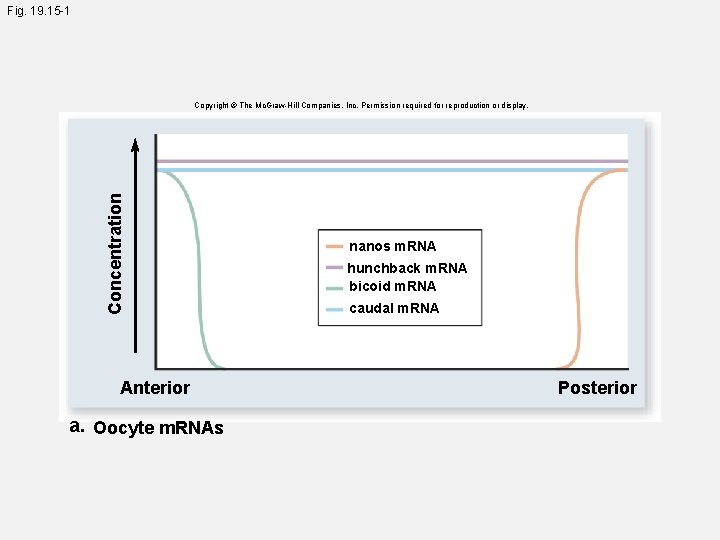 Fig. 19. 15 -1 Concentration Copyright © The Mc. Graw-Hill Companies, Inc. Permission required