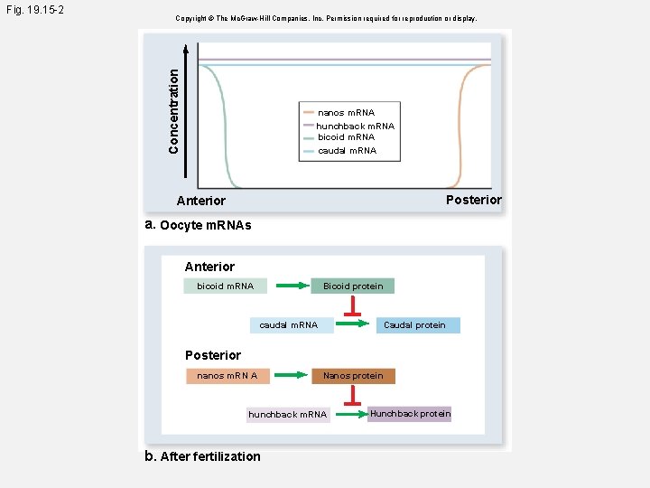 Copyright © The Mc. Graw-Hill Companies, Inc. Permission required for reproduction or display. Concentration