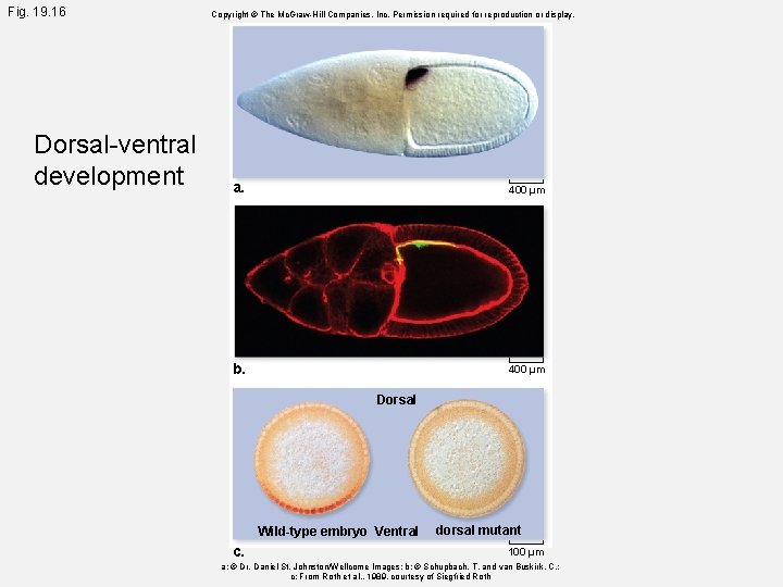 Fig. 19. 16 Dorsal-ventral development Copyright © The Mc. Graw-Hill Companies, Inc. Permission required