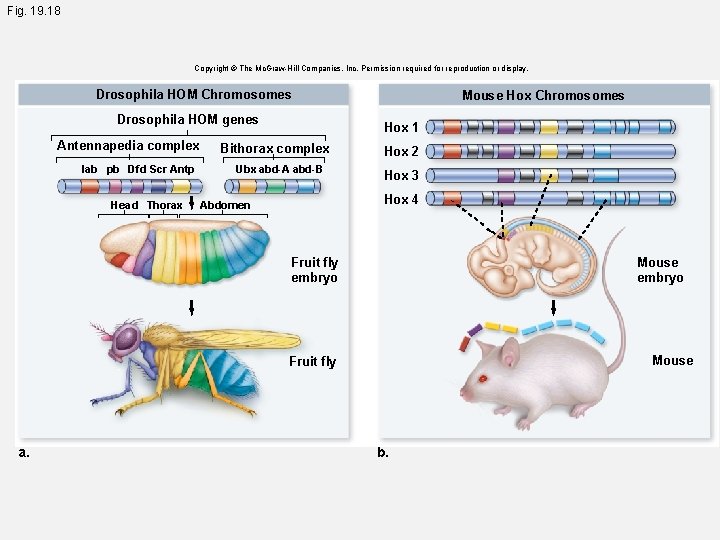 Fig. 19. 18 Copyright © The Mc. Graw-Hill Companies, Inc. Permission required for reproduction