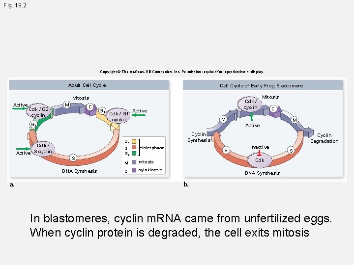 Fig. 19. 2 Copyright © The Mc. Graw-Hill Companies, Inc. Permission required for reproduction