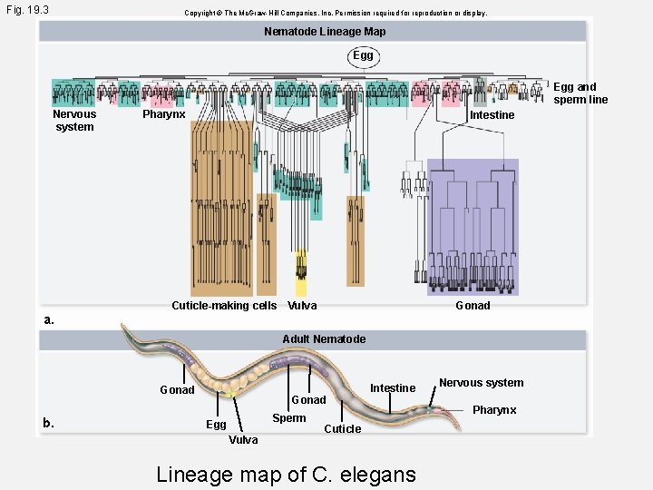 Fig. 19. 3 Copyright © The Mc. Graw-Hill Companies, Inc. Permission required for reproduction