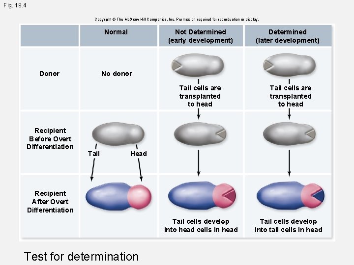 Fig. 19. 4 Copyright © The Mc. Graw-Hill Companies, Inc. Permission required for reproduction