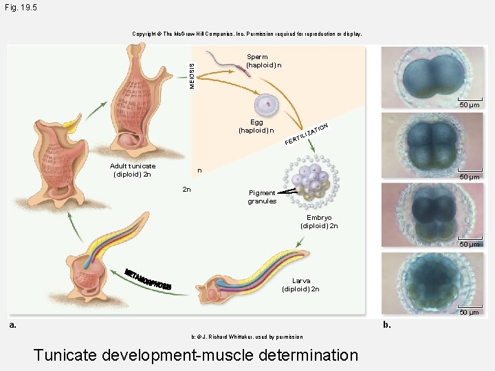 Fig. 19. 5 Copyright © The Mc. Graw-Hill Companies, Inc. Permission required for reproduction