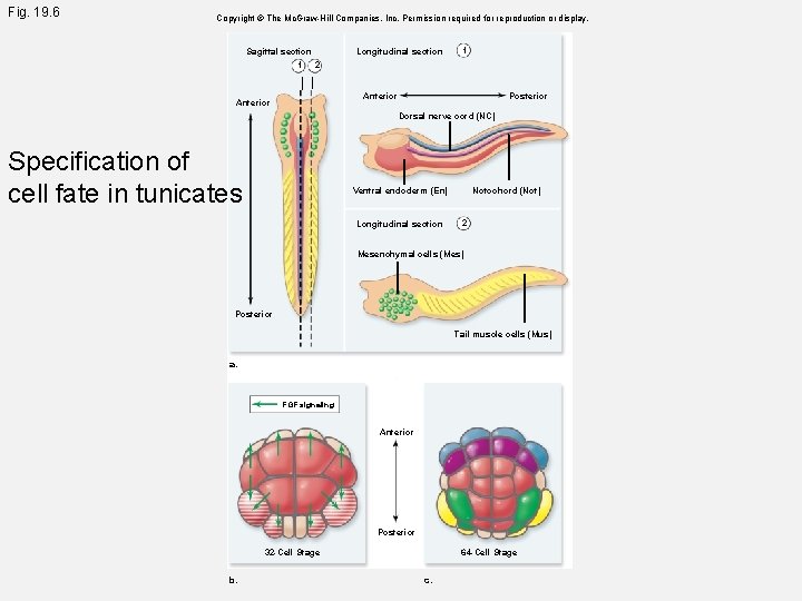 Fig. 19. 6 Copyright © The Mc. Graw-Hill Companies, Inc. Permission required for reproduction