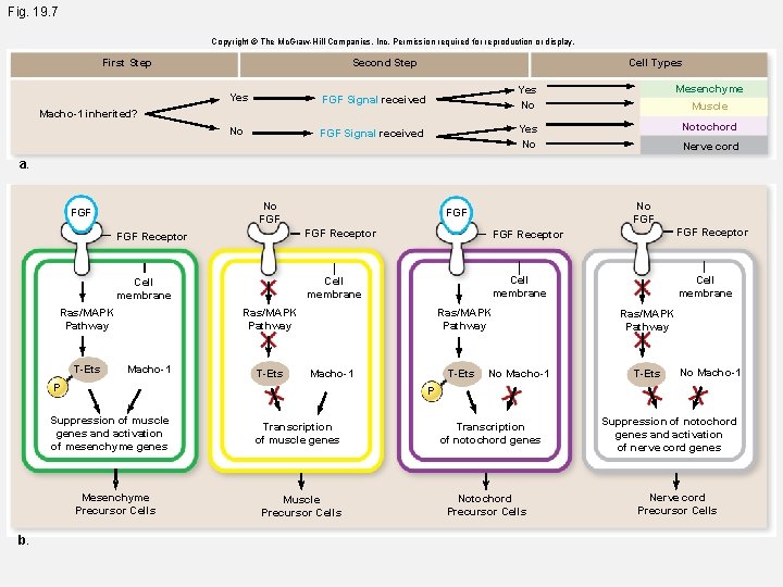 Fig. 19. 7 Copyright © The Mc. Graw-Hill Companies, Inc. Permission required for reproduction