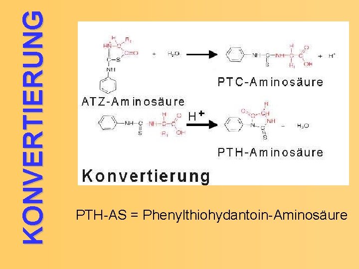 KONVERTIERUNG PTH-AS = Phenylthiohydantoin-Aminosäure 