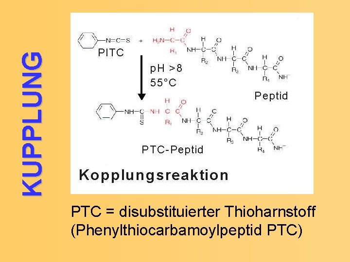 KUPPLUNG PTC = disubstituierter Thioharnstoff (Phenylthiocarbamoylpeptid PTC) 