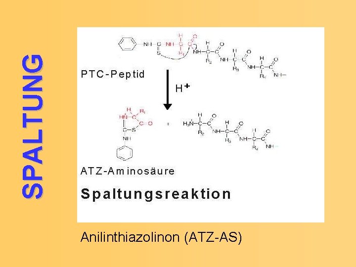 SPALTUNG Anilinthiazolinon (ATZ-AS) 