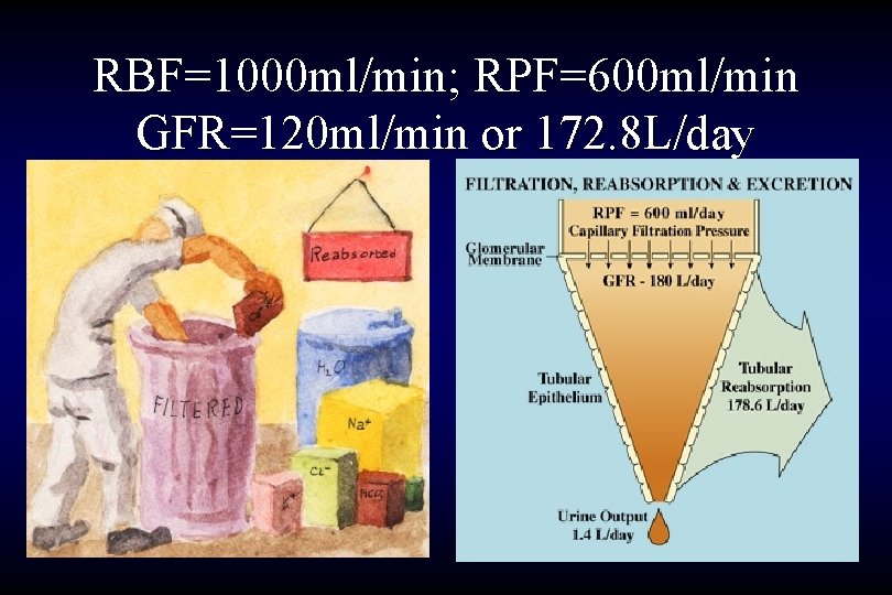 RBF=1000 ml/min; RPF=600 ml/min GFR=120 ml/min or 172. 8 L/day 