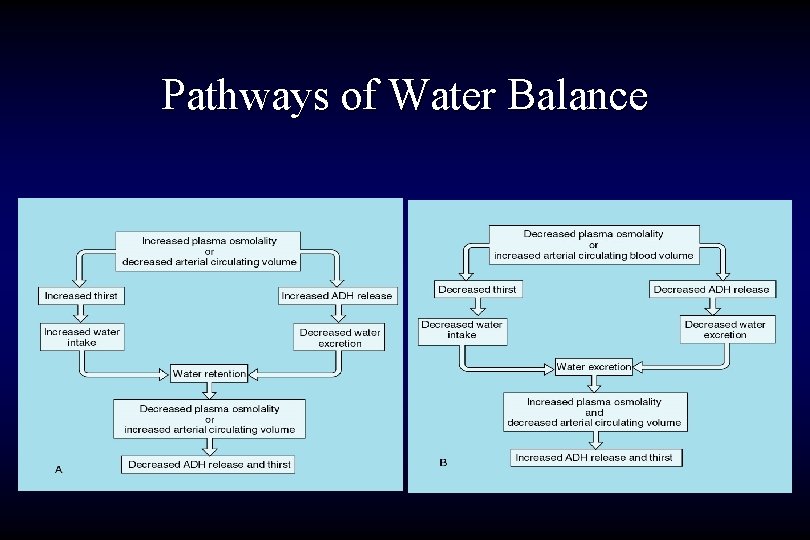 Pathways of Water Balance 