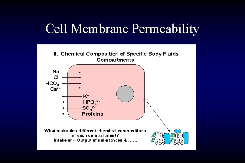 Cell Membrane Permeability 