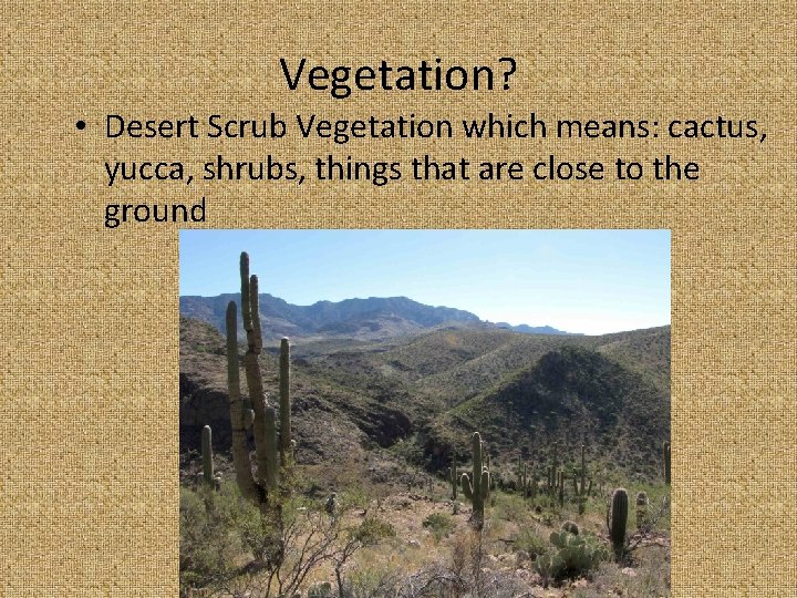 Vegetation? • Desert Scrub Vegetation which means: cactus, yucca, shrubs, things that are close