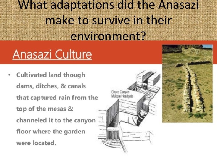 What adaptations did the Anasazi make to survive in their environment? 