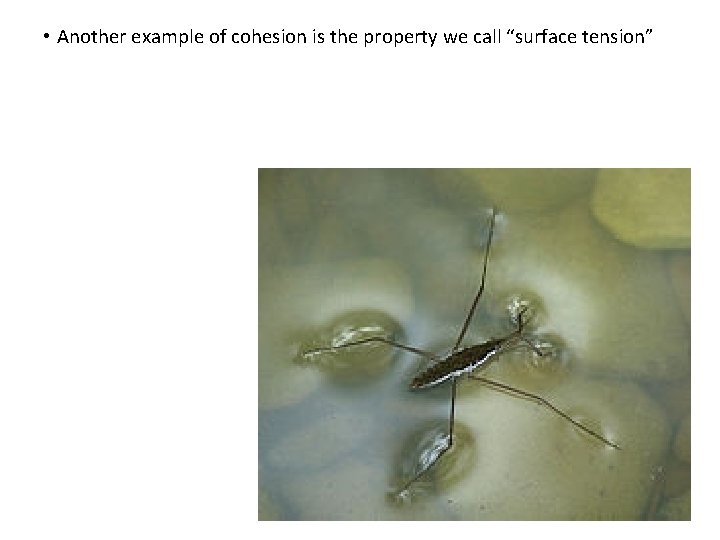  • Another example of cohesion is the property we call “surface tension” 