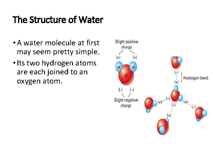 The Structure of Water • A water molecule at first may seem pretty simple.