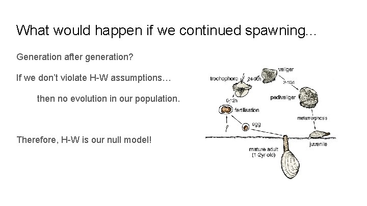 What would happen if we continued spawning. . . Generation after generation? If we What would happen if we continued spawning. . . Generation after generation? If we