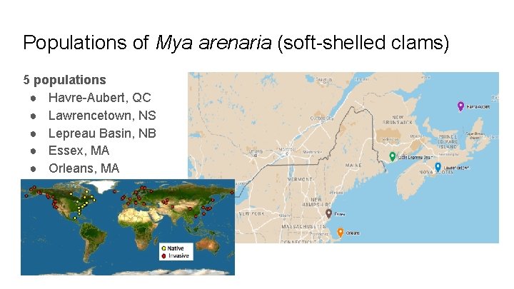 Populations of Mya arenaria (soft-shelled clams) 5 populations ● Havre-Aubert, QC ● Lawrencetown, NS Populations of Mya arenaria (soft-shelled clams) 5 populations ● Havre-Aubert, QC ● Lawrencetown, NS