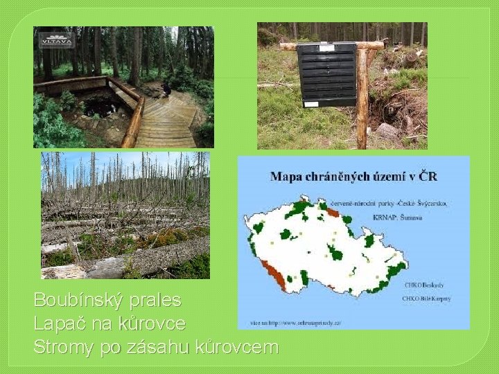 Boubínský prales Lapač na kůrovce Stromy po zásahu kůrovcem Boubínský prales Lapač na kůrovce Stromy po zásahu kůrovcem