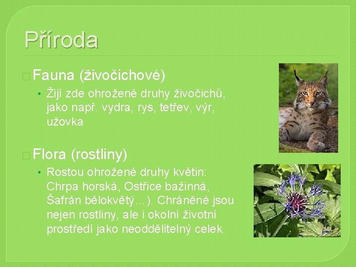 Příroda � Fauna (živočichové) • Žijí zde ohrožené druhy živočichů, jako např. vydra, rys, Příroda � Fauna (živočichové) • Žijí zde ohrožené druhy živočichů, jako např. vydra, rys,