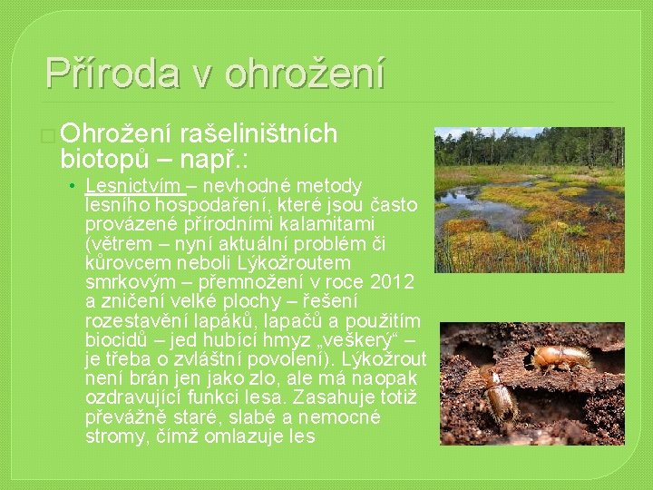 Příroda v ohrožení � Ohrožení rašeliništních biotopů – např. : • Lesnictvím – nevhodné Příroda v ohrožení � Ohrožení rašeliništních biotopů – např. : • Lesnictvím – nevhodné