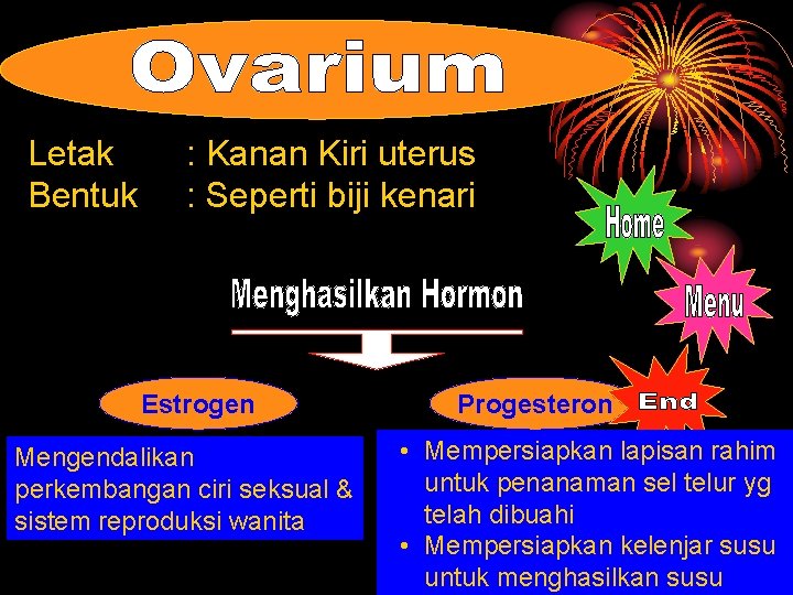 Letak Bentuk : Kanan Kiri uterus : Seperti biji kenari Estrogen Mengendalikan perkembangan ciri