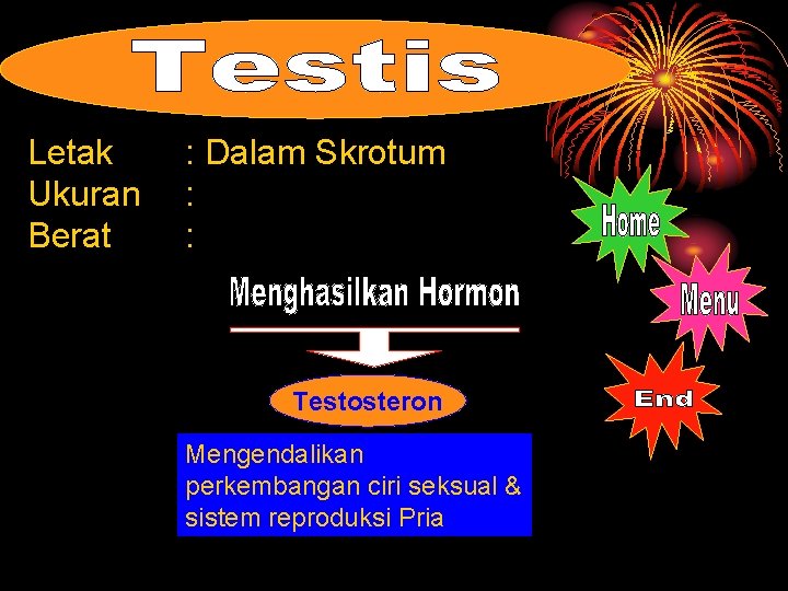 Letak Ukuran Berat : Dalam Skrotum : : Testosteron Mengendalikan perkembangan ciri seksual &
