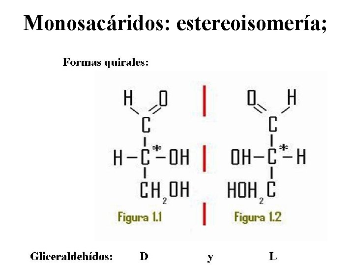 Monosacáridos: estereoisomería; 