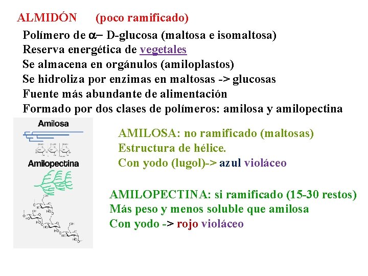 ALMIDÓN (poco ramificado) Polímero de a- D-glucosa (maltosa e isomaltosa) Reserva energética de vegetales