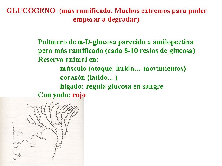 GLUCÓGENO (más ramificado. Muchos extremos para poder empezar a degradar) Polímero de a-D-glucosa parecido