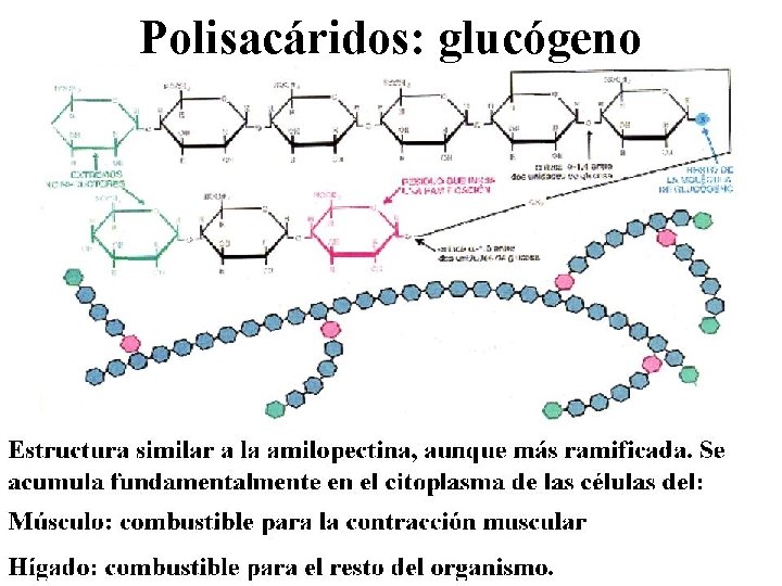 Polisacáridos: glucógeno 