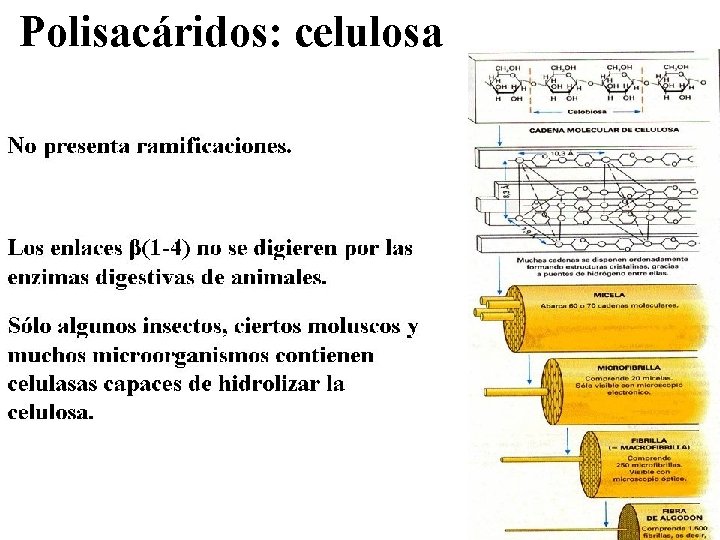 Polisacáridos: celulosa 