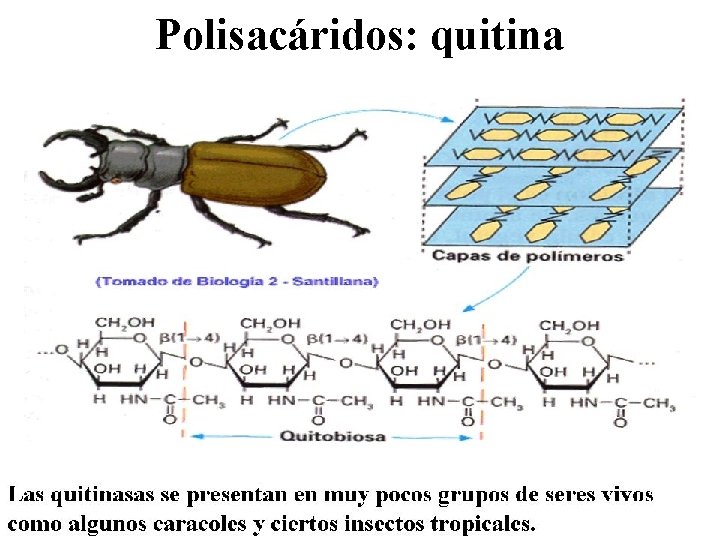 Polisacáridos: quitina 