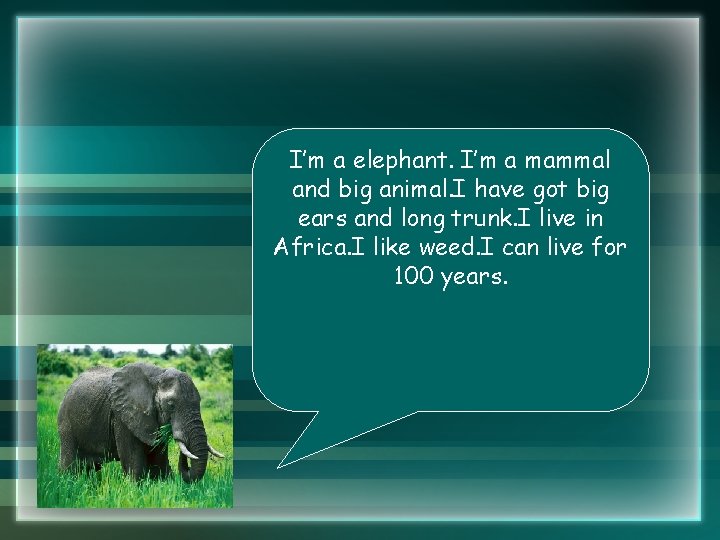 I’m a elephant. I’m a mammal and big animal. I have got big ears I’m a elephant. I’m a mammal and big animal. I have got big ears