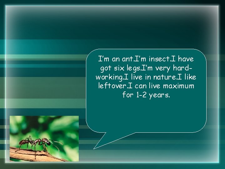 I’m an ant. I’m insect. I have got six legs. I’m very hardworking. I I’m an ant. I’m insect. I have got six legs. I’m very hardworking. I
