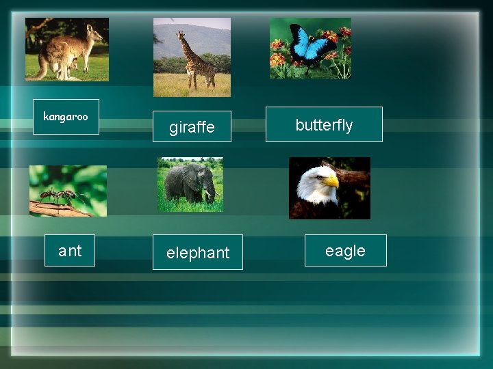 kangaroo ant giraffe elephant butterfly eagle kangaroo ant giraffe elephant butterfly eagle