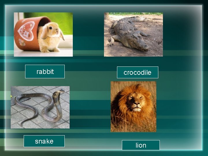 rabbit snake crocodile lion rabbit snake crocodile lion