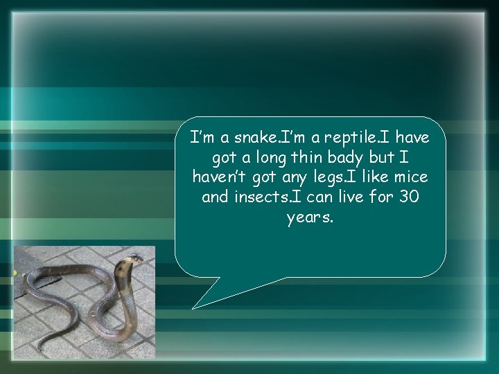 I’m a snake. I’m a reptile. I have got a long thin bady but I’m a snake. I’m a reptile. I have got a long thin bady but