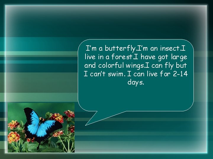 I’m a butterfly. I’m an insect. I live in a forest. I have got I’m a butterfly. I’m an insect. I live in a forest. I have got