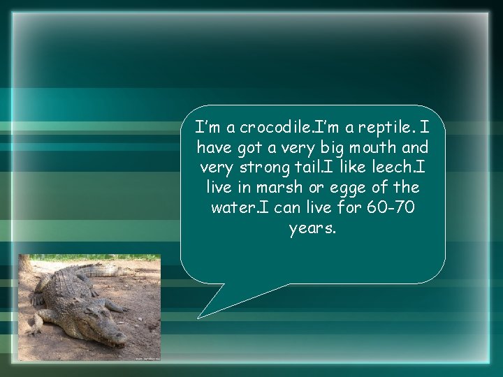 I’m a crocodile. I’m a reptile. I have got a very big mouth and I’m a crocodile. I’m a reptile. I have got a very big mouth and