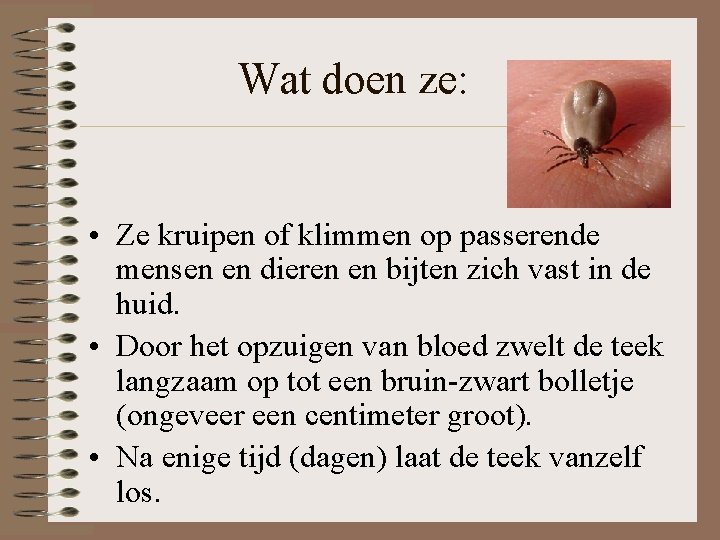 Wat doen ze: • Ze kruipen of klimmen op passerende mensen en dieren en